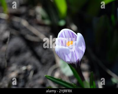 Weißer und violetter Krokus blüht in der Natur. Nahaufnahme Stockfoto