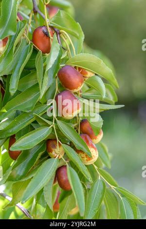 Chinesisches Dattel Ziziphus jujujuba lang, chinesisches Dattel Watkins jujube lang, chinesisches Dattel Ziziphus jujujuba lang Stockfoto