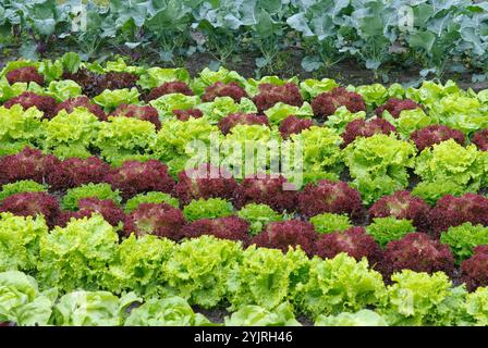 Schnittsalat Lactuca sativa Lollo rosso, Blattsalat Lactuca sativa Lollo rosso, Salat Lactuca sativa Lollo rosso Stockfoto