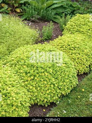 Oregano Origanum vulgare Aureum, Oregano Origanum vulgare Aureum Stockfoto