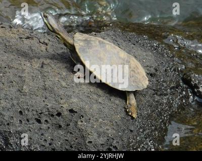 Williams' südamerikanische Seitenhals-Schildkröte (Phrynops williamsi) Stockfoto