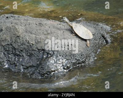 Williams' südamerikanische Seitenhals-Schildkröte (Phrynops williamsi) Stockfoto