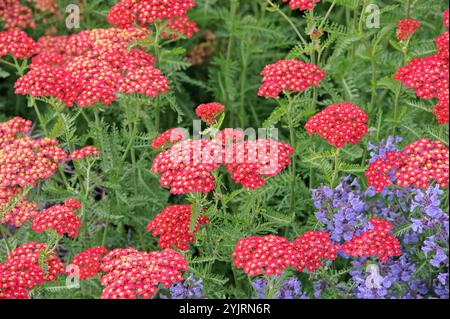 Schafgarbe Achillea millefolium Paprika, Achillea millefolium Paprika, Schafgarbe Achillea millefolium Paprika Stockfoto