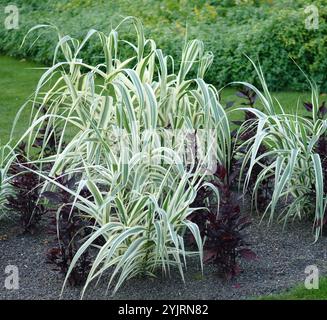 Pfahlrohr Arundo donax variegata, Arundo donax variegata Riesenrohr, Pfahlrohr Arundo donax variegata Stockfoto