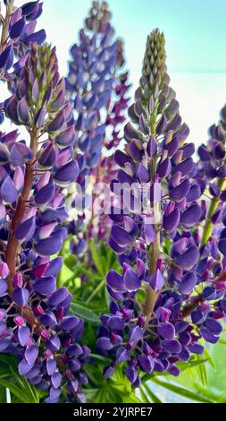 Nahaufnahme von violetten Blumen mit hellem Hintergrund. Stockfoto