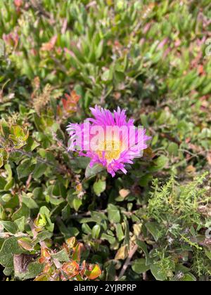 Chilenische Meeresfeige (Carpobrotus chilensis) Stockfoto