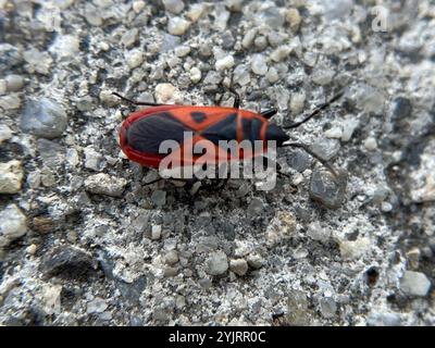 Rote Käfer (Scantius aegyptius) Stockfoto