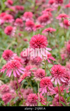 Roter Sonnenhut Echinacea purpurea Razzmatazz, Purpurpurpurpurpurpurpurea Razzmatazz, Roter Coneflower Echinacea purpurea Razzmatazz Stockfoto