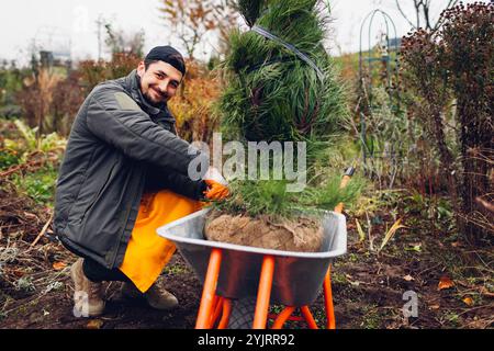 Glücklicher Gärtner, der Kiefer im herbstlichen Garten mit Schubkarre pflanzt. Der Mensch entfernt Drahtgeflecht und Sackleinen um die Wurzeln Stockfoto