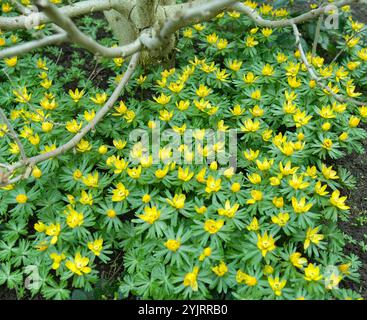 Winterling Eranthis hyemalis, Winterling Eranthis hyemalis Stockfoto