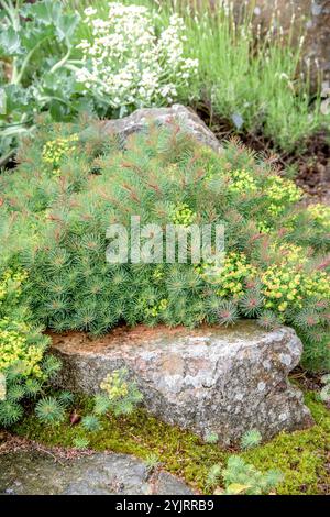 Zypressen-Wolfsmilch Euphorbia cyparissia Fens Ruby, Zypresse Euphorbia cyparissia Fens Ruby Stockfoto