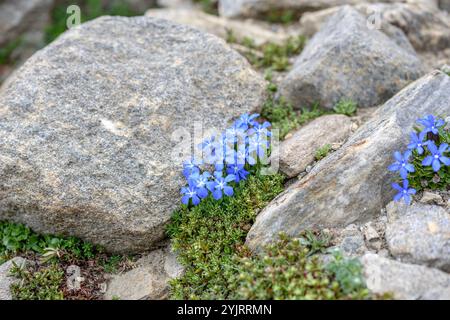 Bayern-Enzian Gentiana bavarica, Bayern Gentiana bavarica, Bayerische Gentiana bavarica, Bayerische Gentiana bavarica Stockfoto