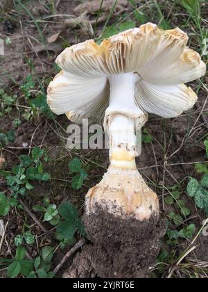 Amerikanische abrupte Bulbed Lepidella (Amanita abrupta) Stockfoto