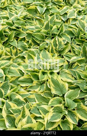 Funkie Hosta Wide Brim, Hosta Hosta Wide Brim Stockfoto