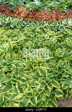 Funkie Hosta Wide Brim, Hosta Hosta Wide Brim Stockfoto