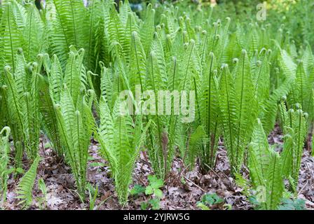 Europäischer Straussenfarn Matteuccia struthiopteris, Europäischer Strauß Fern Matteuccia struthiopteris Stockfoto