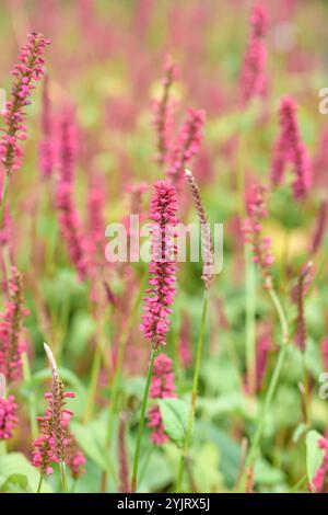 Kerzenknoeterich Persicaria amplexicaulis Speciosa, Kerzenknoeterich Persicaria amplexicaulis Speciosa, Candleweed Persicaria amplexicaulis Speciosa Stockfoto