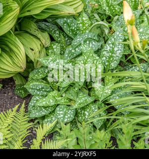 Lungenkraut Pulmonaria saccharata Frau Moon, Lungwort Pulmonaria saccharata Frau Moon Stockfoto