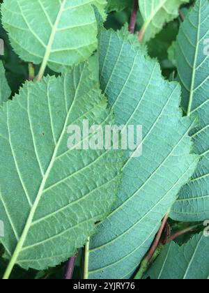 Erle (Alnus alnobetula crispa) Stockfoto