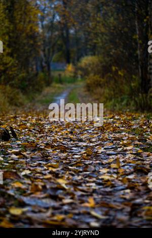 Ein Pfad im Wald, bedeckt mit Blättern Stockfoto
