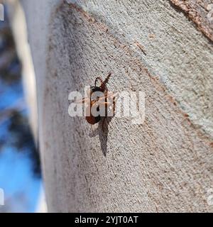 Gebänderte Zuckerante (Camponotus consobrinus) Stockfoto