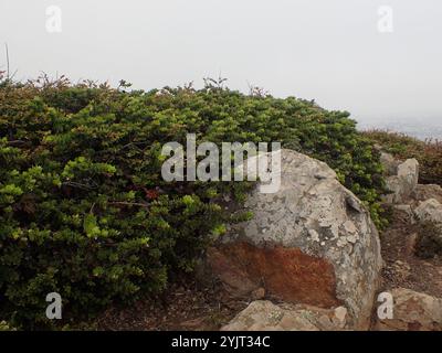 Manzanita am Berg San Bruno (Arctostaphylos imbricata) Stockfoto