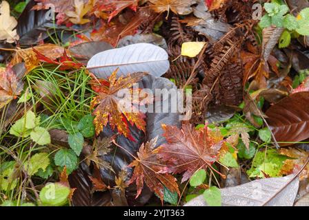 Herbstlaub, Wein-Ahorn Acer circinatum, Grossblatt-Magnolie Magnolia hypoleuca Stockfoto