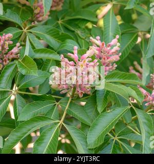 Rosskastanie Aesculus × mutabilis Induta Stockfoto