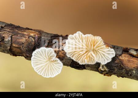 Haarige Austernpilze, Resupinatus trichotis, Felbrigg, Norfolk, Vereinigtes Königreich, 4. November 2024 Stockfoto