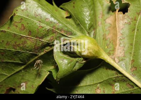 Orientalische Kastaniengellscheibe (Dryocosmus kuriphilus) Stockfoto