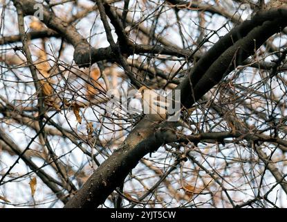 Hawfinch, Kernbeißer, Gros-bec casse-noyaux, Coccothraustes coccothraustes, meggyvágó, Budapest, Ungarn, Europa Stockfoto