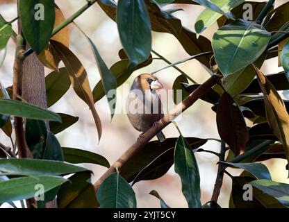 Hawfinch, Kernbeißer, Gros-bec casse-noyaux, Coccothraustes coccothraustes, meggyvágó, Budapest, Ungarn, Europa Stockfoto