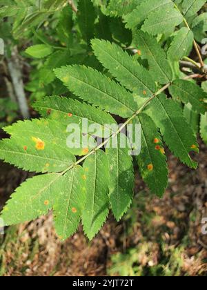 rowan Crown (Gymnosporangium cornutum) Stockfoto