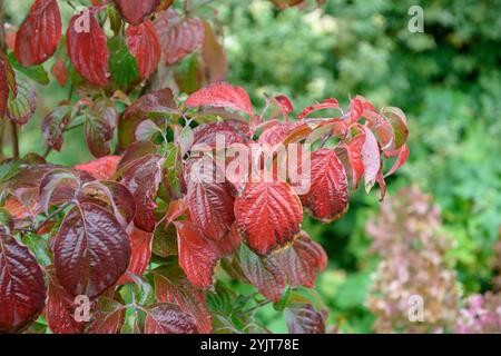 Amerikanischer Blumenhariegel Cornus florida Stockfoto