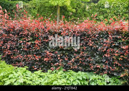 Blut-Buche Fagus sylvatica Atropunicea Stockfoto