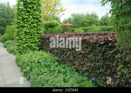 Blutbuche Fagus sylvatica Purpurea latifolia Stockfoto