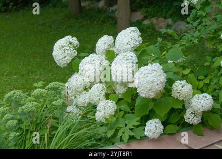 Schneeball-Hortensie Hydrangea, Hortensie, Hortensia arborescens Annabelle Stockfoto