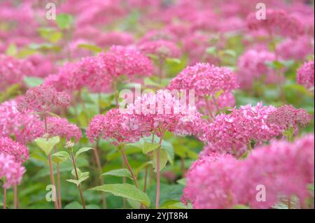 Rosa Schneeball-Hortensie Hydrangea, Hortensie, Hortensia arborescens INVINCIBELLE Stockfoto