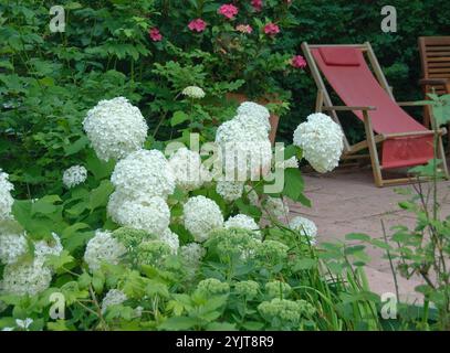 Schneeball-Hortensie Hydrangea, Hortensie, Hortensia arborescens Annabelle Stockfoto