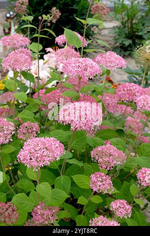 Rosa Schneeball-Hortensie Hydrangea, Hortensie, Hortensia arborescens INVINCIBELLE Stockfoto