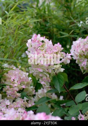 Hortensien, Hortensien, Hortensien paniculata einzigartig Stockfoto