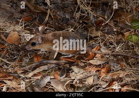 Bushveld-Gerbil (Gerbilliscus leucogaster) Stockfoto