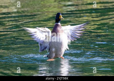 Stockente auf einem See Stockfoto