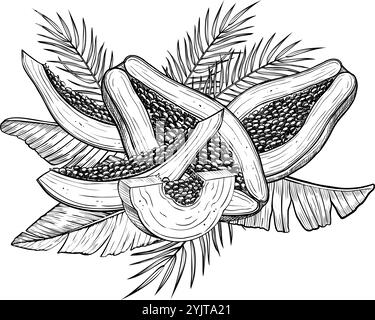 Vektor-Illustration von Papaya-Früchten mit Palmblättern und Schnitten in linearer Art. Lebensmittelätzung von Pfotenpflanzen mit schwarzer Tinte. Umrisszeichnung eines exotischen tropischen Desserts. Gravierte Skizze. Stock Vektor