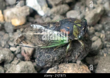 Sümpfe Cicada (Neotibicen tibicen tibicen) Stockfoto