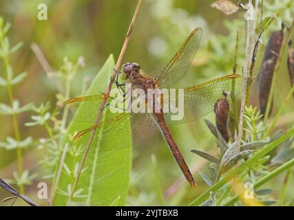 Safrangeflügelter Meadowhawk (Sympetrum costiferum) Stockfoto