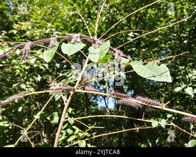 Walnuss Raupenmotte (Datana integerrima) Stockfoto