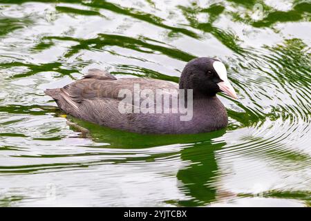 Im Sommer schwimmen gewöhnliche Coot auf einem See Stockfoto