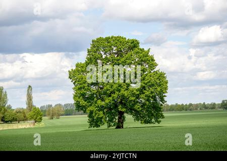 Stiel-Eiche, Quercus robur, Englische Eiche, Quercus robur Stockfoto