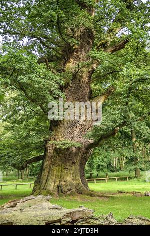 Ivenacker Eichen, Stiel-Eiche , Quercus robur, Ivenacker Eichen, Englische Eiche, Quercus robur Stockfoto